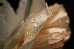 IMG_7012.JPG